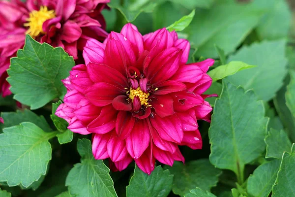 Otwarte Kwitnące Dahlia Krzaczaste Bulwiaste Zielnych Roślin Wieloletnich Dużym Ciemnym — Zdjęcie stockowe