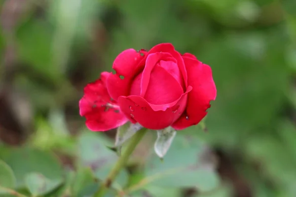 Teilweise Offene Einzelne Dunkelrote Rose Umgeben Von Grünen Blättern Städtischen — Stockfoto