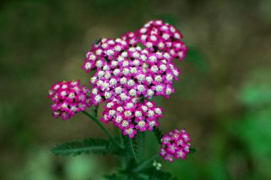 Ortak yarrow veya Achillea millefolium veya Plumajillo veya Bitkisel militaris veya Gordaldo veya Nosebleed bitki veya Yaşlı adam biber veya Devils ısırgan veya Sanguinary veya Askerler woundwort veya Bin mühür veya Bin yaprak dik otsu üstüne iki sinek