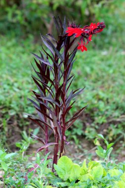 Kardinal çiçeği ya da Lobelia Cardinalis bitkisi. Koyu yapraklı ve canlı kırmızı çiçekli uzun ömürlü bitkiler. Sıcak yaz gününde diğer bitkilerle çevrili.