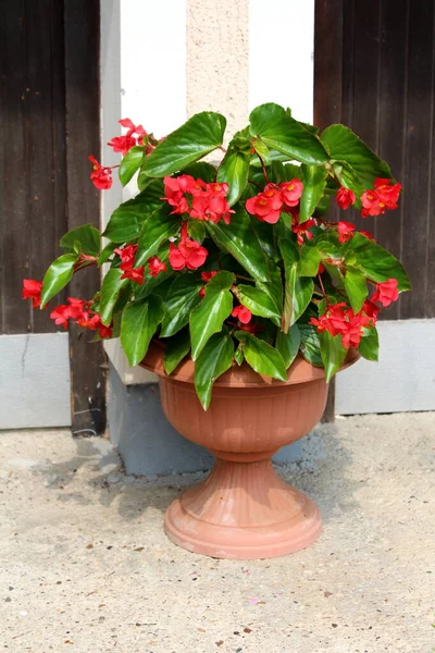 Begonia Dragon wing red plant with cascades of dangling clusters of scarlet red flowers surrounded with lush shiny dark green leaves planted in light brown flower pot in front of family house on warm sunny summer day