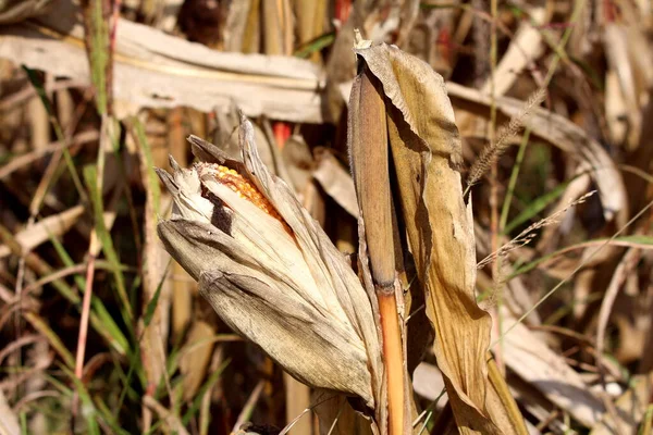 秋天温暖的日子里 玉米秸秆碎裂 玉米芯被干枯的稻壳和高高的青草团团围住 准备在当地玉米地收割 — 图库照片