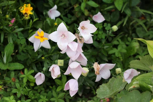 Kapalı ve açık balon çiçekleri veya Platin kodon grandiflorus veya Çin çan çiçekleri veya Platycodon otlağı bitkileri çiçek tomurcukları ve diğer bitkilerle çevrili sıcak yaz gününde yerel kent bahçesinde.