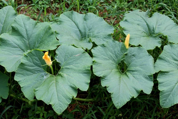 Fiori Zucca Chiusi Circondati Grandi Foglie Coriacee Colore Verde Scuro — Foto Stock