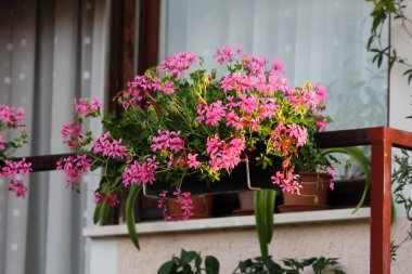 Çiçek saksısı yoğun ekilmiş açık pembe Pelargonium çiçekleriyle dolu. Aile evinin metal balkon çitlerinin yanında. Sıcak yaz gününde diğer bitkiler ve çiçeklerle çevrili.