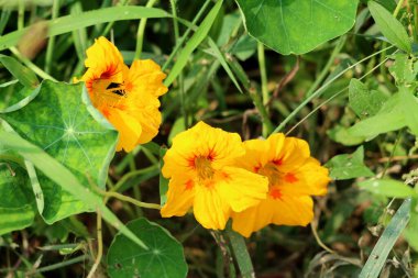 Garden nasturtium or Tropaeolum majus or Indian cress or Monks cress flowering annual plant with disc shaped leaves and yellow flowers planted in local urban garden on warm sunny summer day