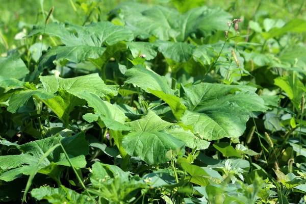 Πυκνά Φυτεμένα Μεγάλα Σκούρα Πράσινα Πυκνά Φύλλα Κολοκύθας Στον Τοπικό — Φωτογραφία Αρχείου