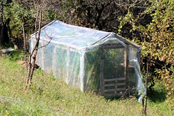 Homemade improvised backyard plastic greenhouse with wooden doors covered with transparent nylon filled with planted tomato plants and surrounded with high uncut grass and dense forest vegetation in background on warm sunny summer day