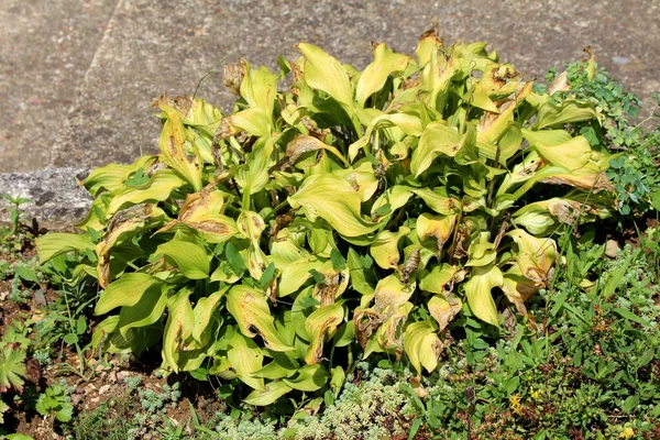 Lírio Banana Grande Hosta Giboshi Lírios Folha Coração Planta Folhagem — Fotografia de Stock