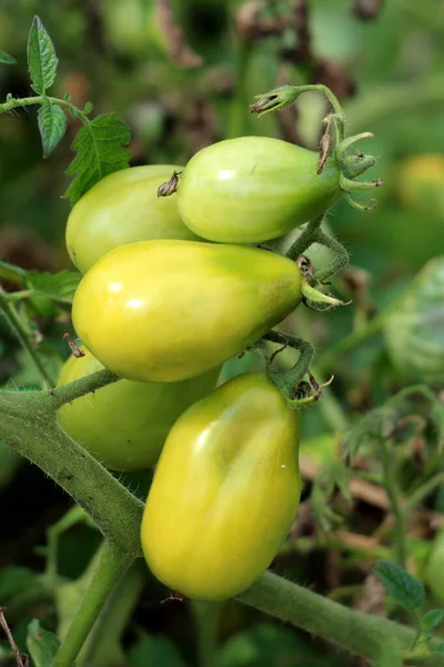 Vaaleankeltaisia Vihreitä Tomaatteja Alkaa Kypsyä Yhden Viiniköynnöksen Ympäröivät Lehdet Istutetaan — kuvapankkivalokuva