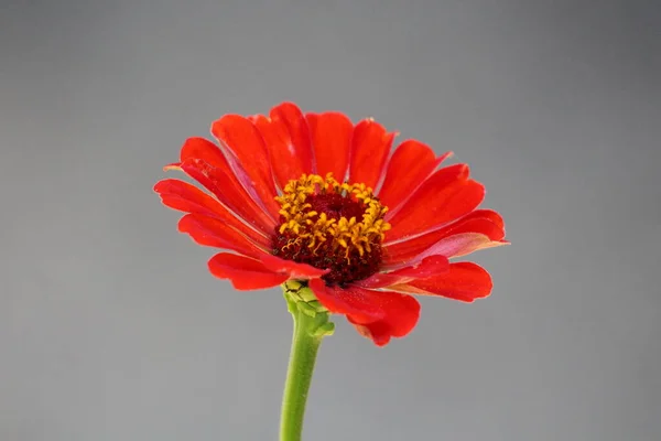 Offen Blühende Zinnia Blütenpflanze Mit Einschichtigen Roten Blütenblättern Und Gelbem — Stockfoto