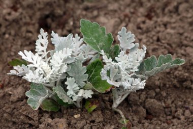 İki Senecio Cineraria Gümüş Tozu ya da Gümüş Ragwort diğer bitkiler ve kuru toprak ile çevrili yerel şehir bahçesine dikilmiş gümüşi gri yaprak kaplı yıllık bitkiler.
