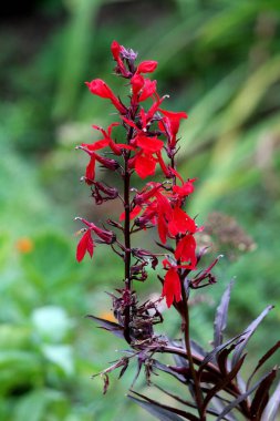 Upright Cardinal flower or Lobelia cardinalis perennial herbaceous flowering plants with dark lanceolate leaves and vibrant red flowers planted in local urban garden surrounded with other plants on warm sunny summer day clipart