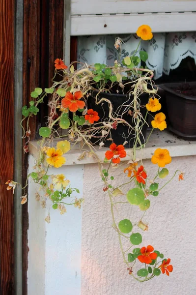 Partially Dried Garden Nasturtium Tropaeolum Majus Indian Cress Monks Cress — Stock Photo, Image