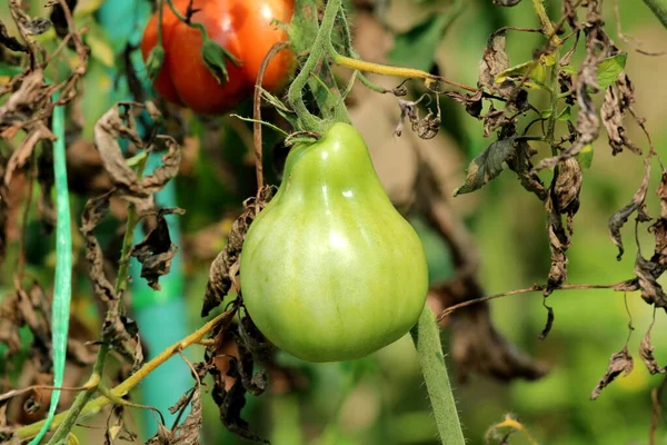 Pear shaped light green tomato growing in local home garden surrounded with dried shriveled leaves on warm sunny summer day