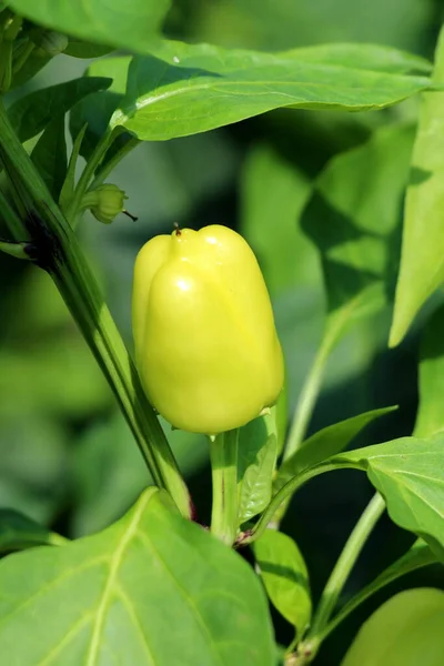 Kypsä Pieni Keltainen Paprika Kasvaa Yhden Kasvin Ympäröivät Vihreät Lehdet — kuvapankkivalokuva
