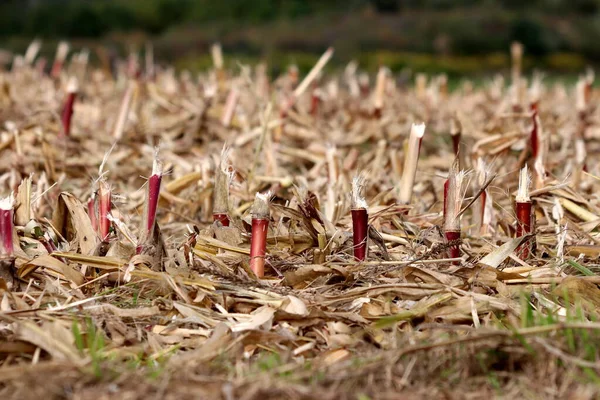 秋天里 在温暖的阳光下 当地玉米地收获后 一排排的碎玉米秸秆被干枯的稻壳和干枯的青草团团团围住 — 图库照片