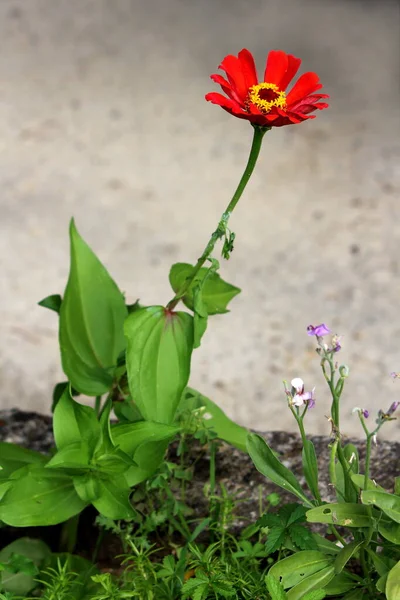 Einzelne Zinnia Blühende Pflanze Mit Offen Blühenden Einschichtigen Roten Blütenblättern — Stockfoto