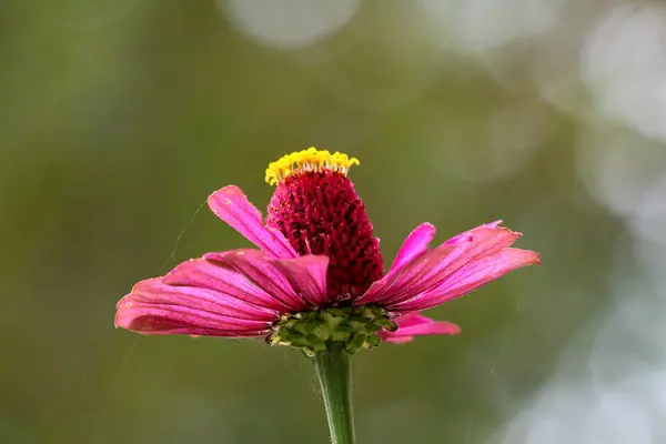 Pojedyncza Roślina Kwitnąca Cynnia Całkowicie Otwartym Kwitnącym Częściowo Brakującym Jednowarstwowym — Zdjęcie stockowe