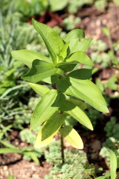 Ενιαία Φυτό Zinnia Ανοιχτόχρωμα Πράσινα Φύλλα Και Μικρό Κλειστό Μπουμπούκι — Φωτογραφία Αρχείου
