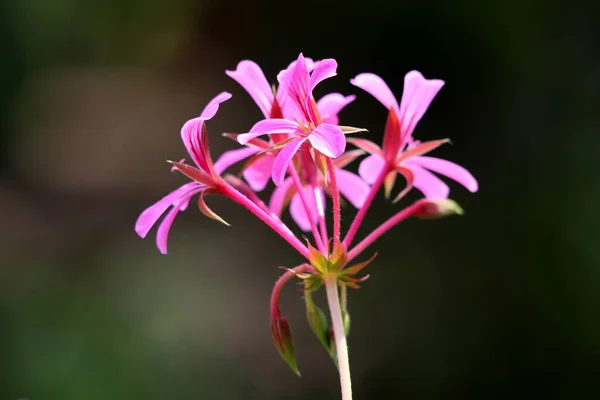 Pequeno Bando Lindas Flores Pelargonium Rosa Claro Totalmente Aberto Plantadas — Fotografia de Stock