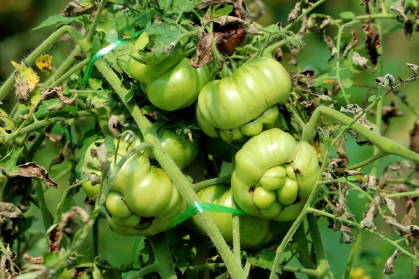 Outoja Suuria Vihreitä Tomaatteja Kasvaa Tiheään Istutetuista Viiniköynnöksistä Joita Ympäröivät — kuvapankkivalokuva