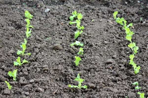 Três Fileiras Alface Verde Claro Recém Plantada Lactuca Sativa Cercada — Fotografia de Stock