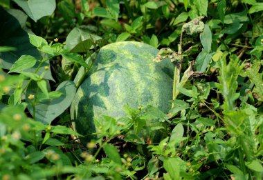 Karpuz veya Citrullus lanatus koyu yeşil bitki yerel şehir bahçesinde yetişiyor yapraklar ve diğer bitkilerle çevrili sıcak yaz gününde