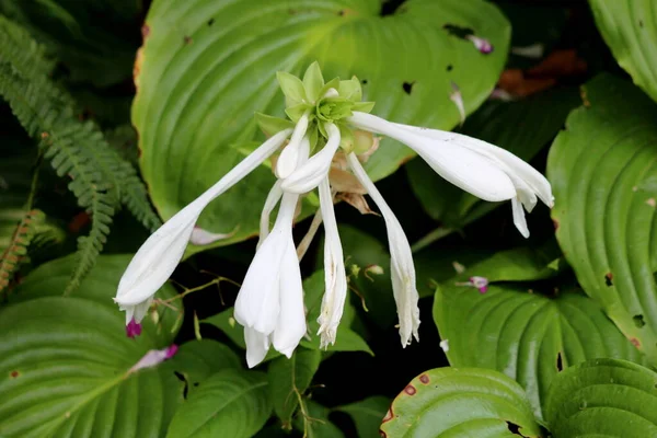 White flowers of Hosta or Plantain lily or Giboshi or Heart-leaf herbaceous perennial plant starting to open and bloom surrounded with large leathery leaves in local urban garden on warm sunny summer day