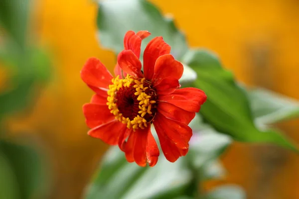 Zinnia Blühende Pflanze Mit Offen Blühenden Einschichtigen Roten Blütenblättern Und — Stockfoto