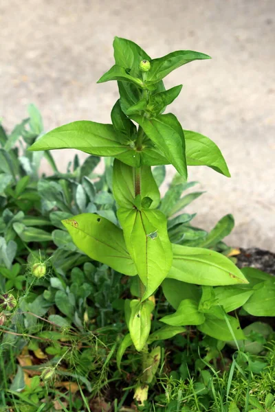Zinnia Plant Light Green Leaves Single Closed Flower Bud Top — Stock Photo, Image