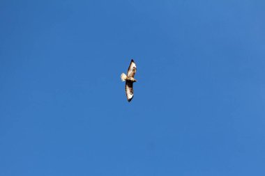 Güzel, güçlü, yırtıcı bir şahin. Açık mavi arka planda uçarken geniş kanatları var.