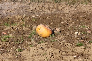 Çürümüş küçük sarı balkabağı, sıcak kış gününde çimlerle karışık ıslak ve kuru toprakla çevrili bir şekilde yerel tarlada bırakılmış.