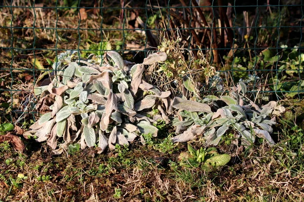 Orelha Cordeiros Coloridos Stachys Byzantina Hedgenettle Woolly Stachys Lanata Stachys — Fotografia de Stock