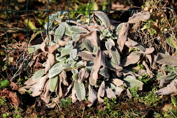 Piccolo Orecchio Agnelli Colorati Stachys Byzantina Siepe Lanosa Stachys Lanata — Foto Stock