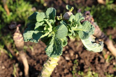 Küçük Kale ya da Yaprak lahanası sert mevsim yıllık yeşil sebze bitkisi. Sıcak kış günlerinde ıslak toprak ve diğer bitkilerle çevrili yerel bahçelerde taze, yeşil, yenilebilir yapraklar yetişiyor.