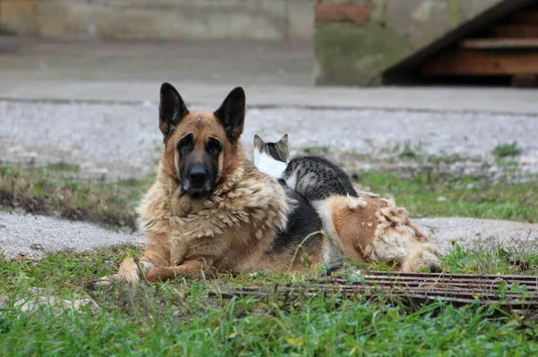 Cute old german shepherd dog looking straight at camera with sad face while guarding her small cat friend peacefully lying on top of her in family house backyard surrounded with uncut grass and gravel