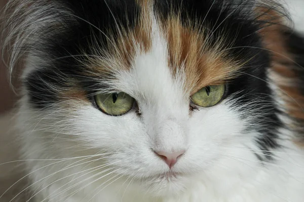 Katten Infekterad Pus Ögon Stomatit — Stockfoto
