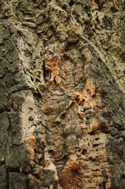 Cork tree. Ağaç kabuğu. arka plan meşe mantarı