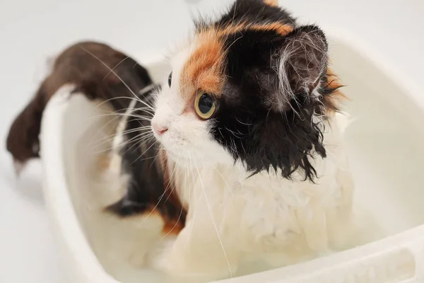Colorful frightened cat swim in the bathroom, unhappy cat