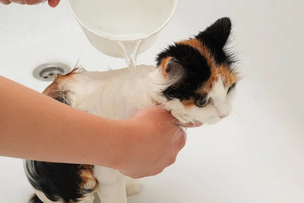 The process of washing the cat in the bathroom. Wet and unhappy cat, human hand
