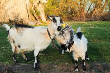 köyde günbatımında iki küçük gri ve beyaz keçi ile bir çayırda otlatma keçi