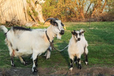 köyde günbatımında iki küçük gri ve beyaz keçi ile bir çayırda otlatma keçi