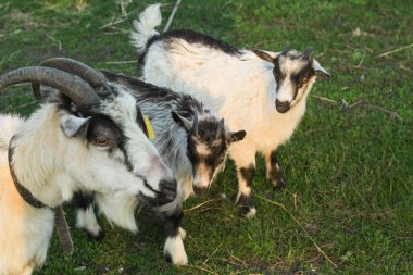 köyde günbatımında iki küçük gri ve beyaz keçi ile bir çayırda otlatma keçi