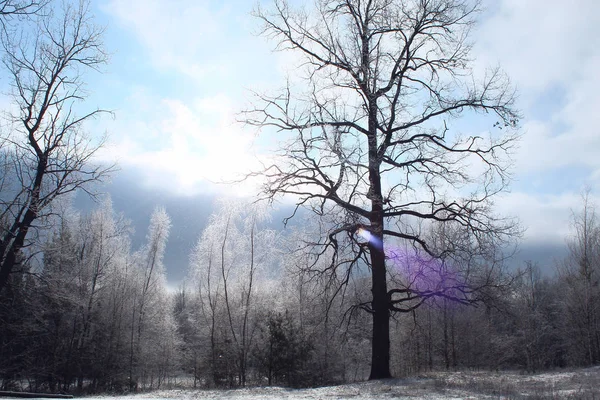 Winter verschneite Landschaft mit frostigen Bäumen in den Wäldern. strahlender Himmel, Bäume mit Frost bedeckt. — Stockfoto