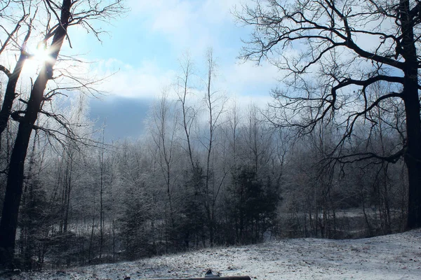 Ormanda ayaz ağaçları ile kış karlı manzara. Parlak gökyüzü, frost ile kaplı ağaçlar. — Stok fotoğraf