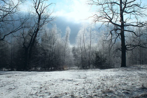 Winter verschneite Landschaft mit frostigen Bäumen in den Wäldern. heller Himmel Schneelandschaft — Stockfoto