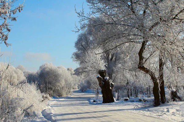 Winter verschneite Landschaft mit frostigen Bäumen in den Wäldern. heller Himmel Schnee Straße — Stockfoto