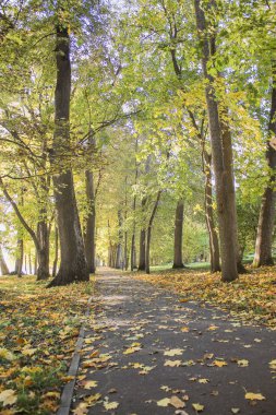 Sonbahar ormanında güneşli bir gün. Pitoresk manzara.