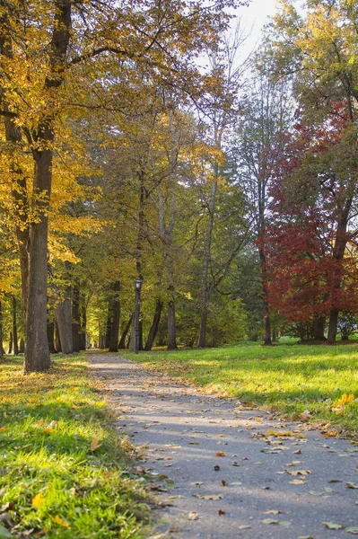 Journée ensoleillée dans la forêt d'automne. Paysage pittoresque . Images De Stock Libres De Droits